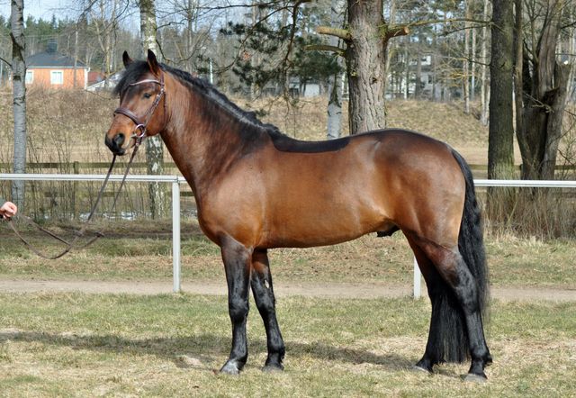 Dimmans Emir RNF 208 - 5 år
Foto Helena Grühb 2015