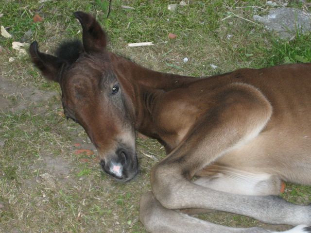 Dimmans Primus
f.2008
e.Dimmans Eros u.Priory Miss Ellie 