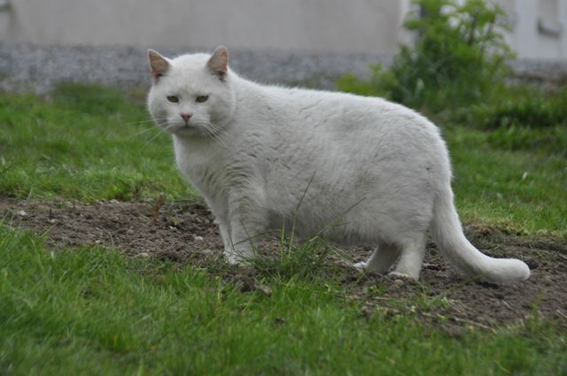 Idag har vi bara en katt, livsnjutaren BLANCO.

Blanco är född 2010, kastrerad hane. 
Id-märkt/tatuerad i vänster öra D755.

Blanco bodde på gården i Krågarp när vi flyttade hit i december 2014. Till sällskap hade han då honkattorna DIS och DUGGA (se nedan). Tyvärr försvann Dis i januari 2016 och Dugga i januari 2017. Vi har letat och letat, men inte hittat några spår. Om någon känner till deras öden, hör av er. Dis och Dugga är märkta, se nedan.
