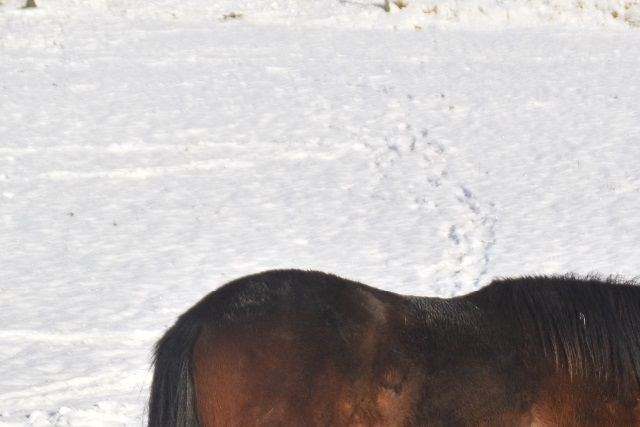 Dimmans Elsa f.2017 e.Dimmans Emir u.Dimmans Echo ue.Miclas Activ uu.Dimmans Electra - e.Fredriksbergs Dizney u.Dimmans Elmia. Såld hösten 2019.

Julafton 2018.