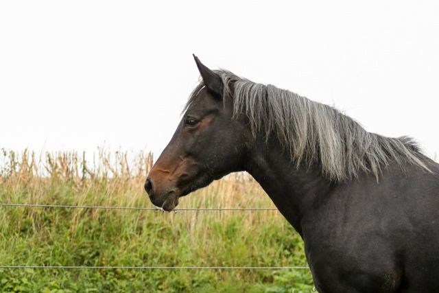Dimmans Elmia 26 år.
Foto Pernilla Hägg, 2 augusti 2020.