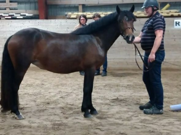 Dimmans Elsa, diplom 98888=41p, 28 augusti 2020