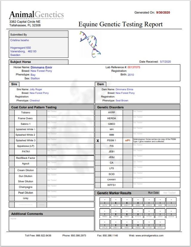 Resultatet av det första provet som skickades in till Animal Genetics, USA (via Svenska New Forestföreningen) visade att Emir är n/P1, alltså bärare av PSSM1.