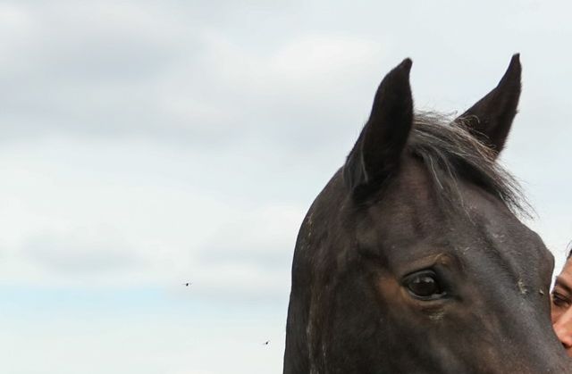 DIMMANS STUTERI --- 30 ÅR --- 1991 - 2021 
2021 firar jag 30 år som uppfödare av New Forestponnyer. Första fölet, DIMMANS CHARLINA RNF 1871 (ex. Miss Charlene Brown) föddes den 18 april 1991 och till och med 2022 har det fötts mer än 70 föl med Dimman-prefix - främst New Forestponnyer, men även några Gotlandsruss, Svensk Ridponny och ett par connemaror. 

På bilden står jag jag tillsammans med mitt ELIT-premierade sto Dimmans Elmia som nu hunnit bli 28 år. Elmia är dotter till mitt första New Foreststo Miss Ellie RNF 1560.
Av de hästar jag äger nu är Elmia mor till Eros, Estancia, Ebony, mormor till Echo, farmor till Decideria, Little Queenie, Lady Madonna, Carly Simon och Lili Marleen. Mormor till Echo, mormorfarmor och mormorsmormor till Ella-Li. Farfarsmor till Lady Janes namnlösa stoföl född 2022. Elmia är 26 år på bilden. Foto Pernilla Hägg, 2 augusti 2020.