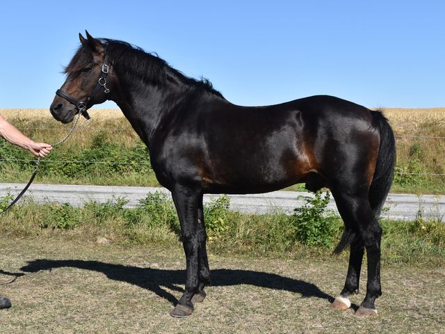 Marrondales O'Connor RNF 167